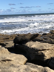 Arctocephalus forsteri