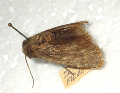 Dasypolia templi