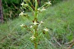 Habenaria incarnata