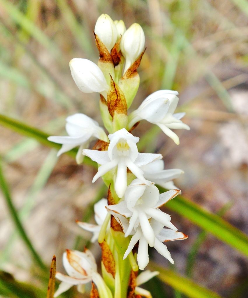 Habenaria monadenioides