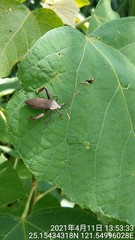 Pseudomictis obtusispinus