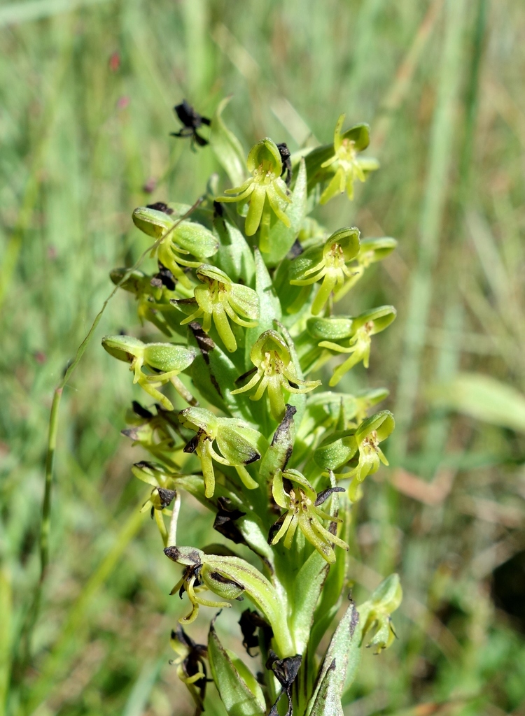 Habenaria truncata