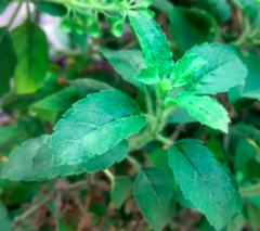Ocimum tenuiflorum
