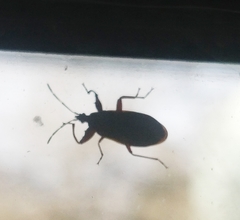 Gastrodes abietum