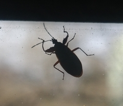 Gastrodes abietum