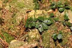 Elatostema obtusum trilobulatum