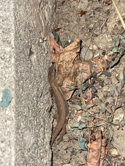 Elgaria multicarinata