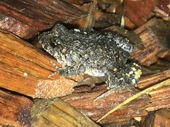 Crinia pseudinsignifera