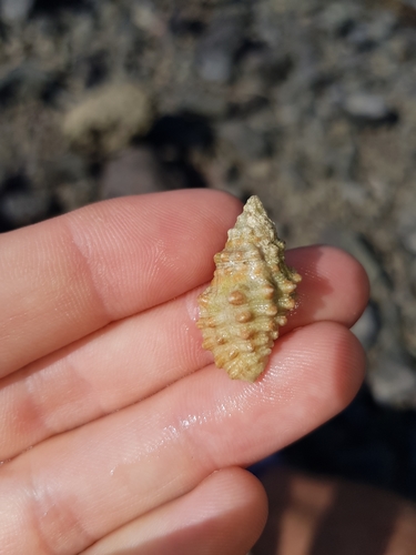 Drupella rugosa observed 2021-04-12