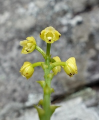 Polystachya henrici