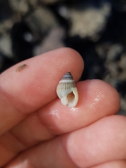 Nassarius albescens
