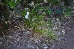 Carex forsteri