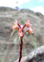 Polystachya monophylla