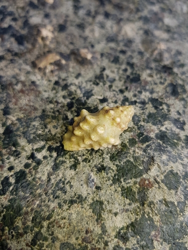 Drupella rugosa observed 2021-04-12
