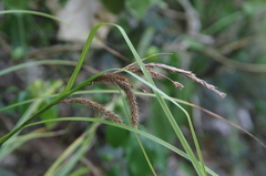 Carex forsteri