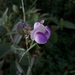 Vigna linearis - Photo (c) Giovanny Stiven Castro, some rights reserved (CC BY-NC), uploaded by Giovanny Stiven Castro