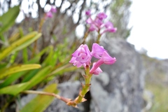 Polystachya perrieri