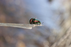 Chrysolina graminis