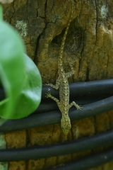 Cnemaspis littoralis