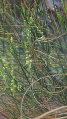 Ochradenus aucheri