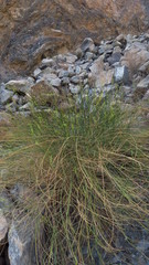 Ochradenus aucheri