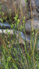 Ochradenus aucheri