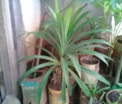 Pandanus amaryllifolius