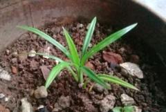 Pandanus amaryllifolius