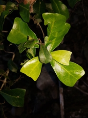 Cupaniopsis wadsworthii