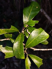 Cupaniopsis wadsworthii