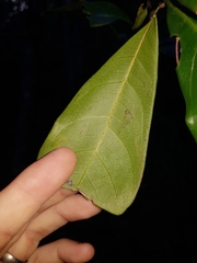 Cupaniopsis wadsworthii
