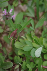 Corydalis pumila