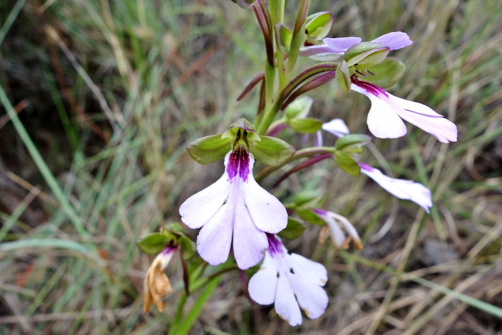 Cynorkis angustipetala