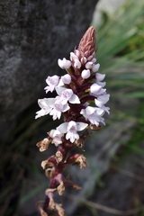 Cynorkis baronii