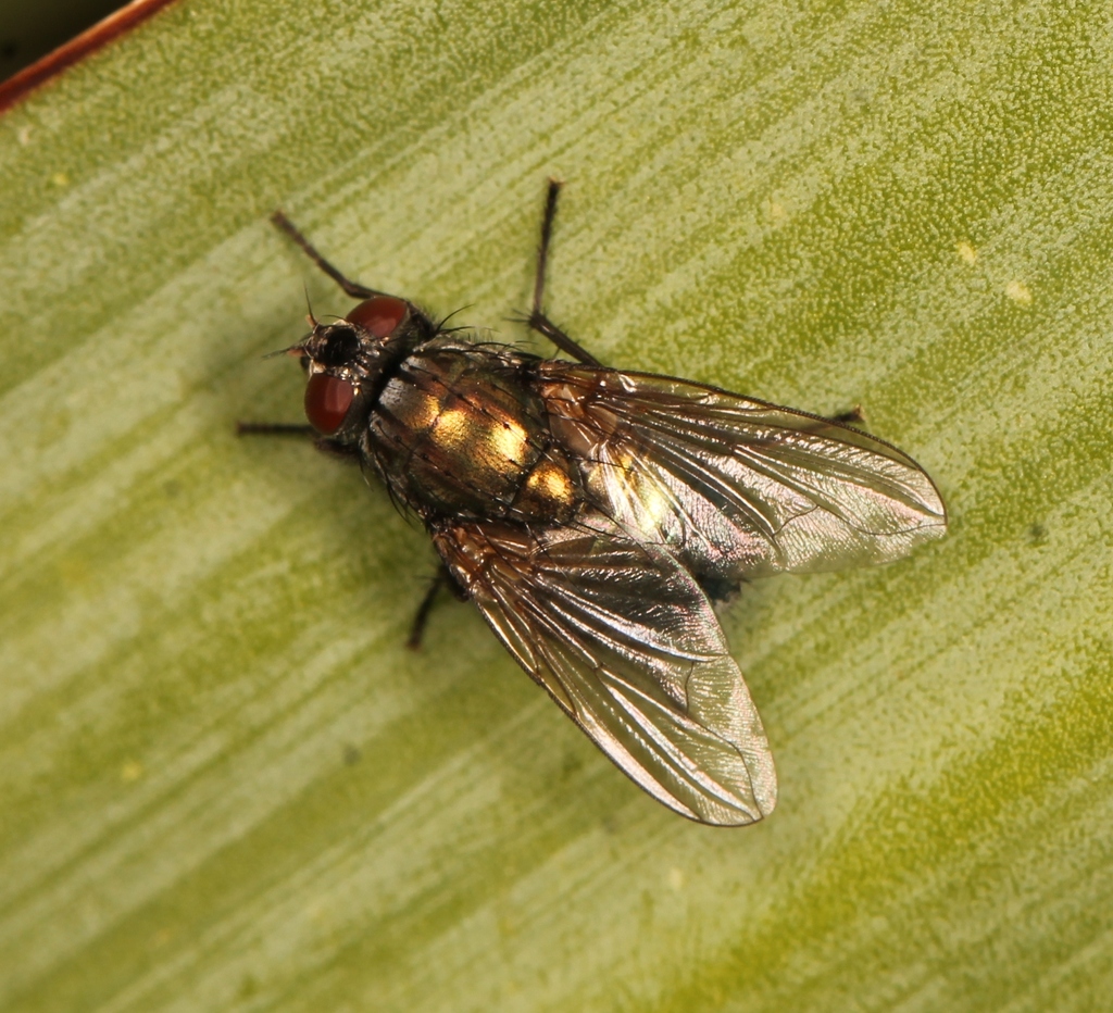 Eudasyphora