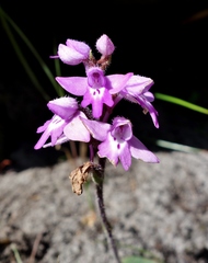 Cynorkis cardiophylla
