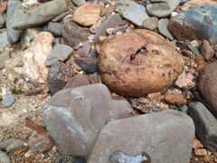 Dinomyrmex gigas borneensis