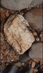 Dinomyrmex gigas borneensis