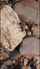 Dinomyrmex gigas borneensis