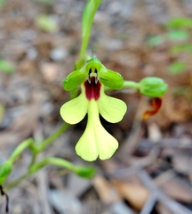 Cynorkis flexuosa