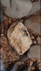 Dinomyrmex gigas borneensis