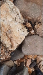 Dinomyrmex gigas borneensis