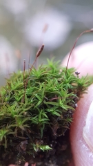 Bryoerythrophyllum recurvirostrum