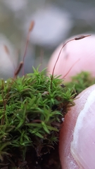 Bryoerythrophyllum recurvirostrum