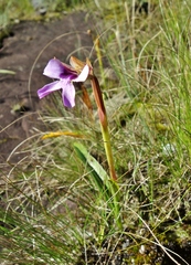 Cynorkis uniflora