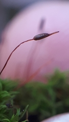 Bryoerythrophyllum recurvirostrum
