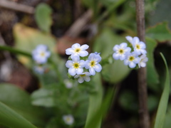 Myosotis welwitschii