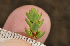 Pimelea microphylla