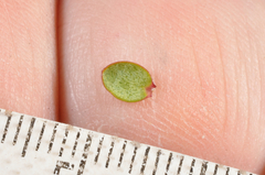 Pimelea microphylla