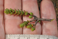 Pimelea microphylla